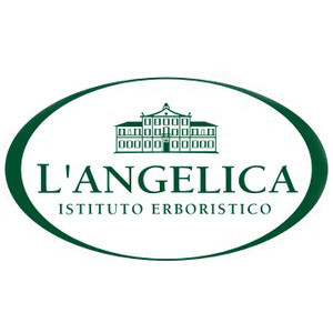 Angelica