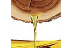 Sandalwood (sandałowiec), drzewo sandałowe czyli zapach, który uwodzi